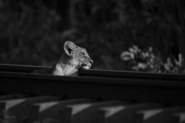 Mono aslan yavrusu demiryoluna yaslanmış yatıyor