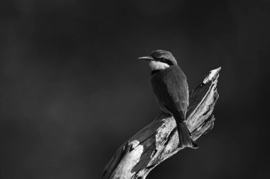 Bacağında fener olan küçük bir arı yiyici.