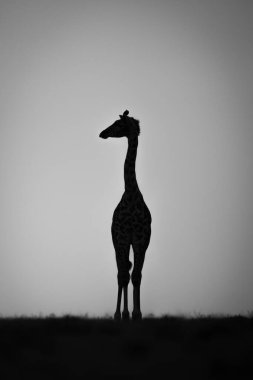 Mono zürafası gün batımında başını çeviriyor.
