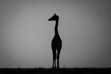 Mono zürafası gün batımında dikiliyor.
