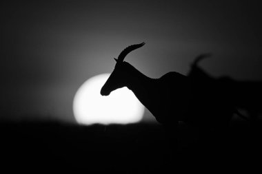 Topi 'nin güneş tarafından siluetlenmiş tek çekim görüntüsü