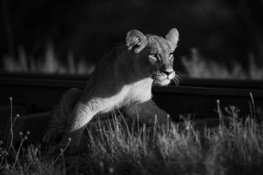 Demiryolunda feneri olan tek gözlü aslan yavrusu.