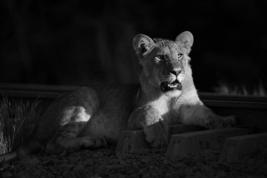 Mono aslan yavrusu şafakta demiryolunun yanında.