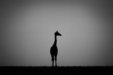 Mono zürafası gün batımında başını çeviriyor.
