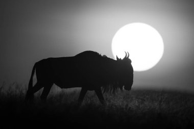 Mono antilopları şafak vakti ufuk boyunca yürür.