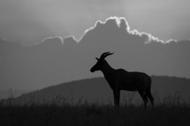 Mono topi ufukta görünüyor