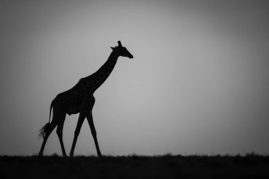 Gün batımında Mono zürafası ufukta yürüyor.