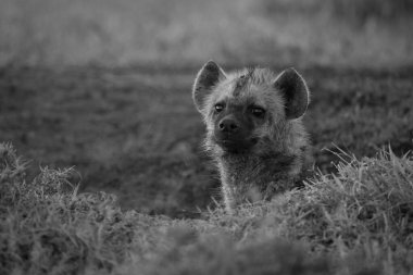 Mono, sırtlanın kamerayı çalışma odasından izlediğini fark etti.
