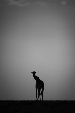 Mono zürafası gün batımında ufukta duruyor.