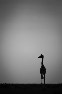Mono zürafası gün batımında ufukta duruyor.