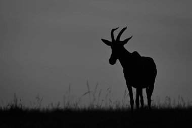 Mono topi ufukta gün doğumunda duruyor.