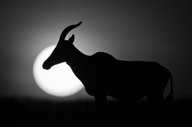 Mono topi güneş altında ufukta duruyor.