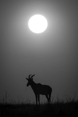 Mono topi ufukta gün doğumunda siluetlendi