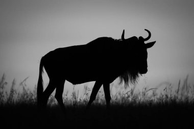 Mono antilobu gün doğumunda ufuk boyunca yürüyor.