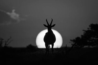 Mono topi gün batımında kameraya bakıyor.