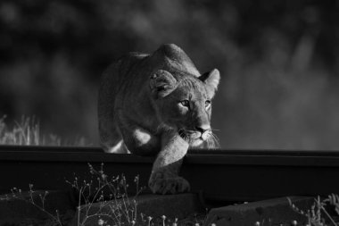Mono aslan yavrusu şafakta demiryolunu geçer.