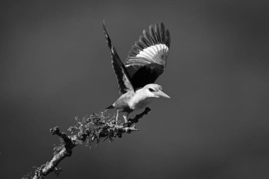 Mono gri kafalı balıkçı dal parçasından yola çıkıyor.