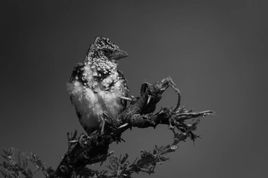 Mono Usambiro barbekü dallara kafa sallıyor.