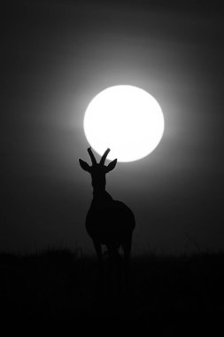 Ufuktaki mono topi güneş altında siluet