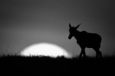 Mono topi buzağı gün doğumunda ufku geçer.