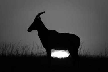 Mono topi ufuk çizgisinde gün doğumunda siluetlendi