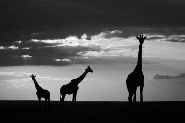Mono zürafaları gün batımında ufukta beliriyor.