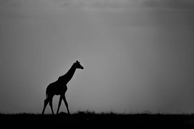 Mono zürafası gün batımında ufuk çizgisinde yürüyor.
