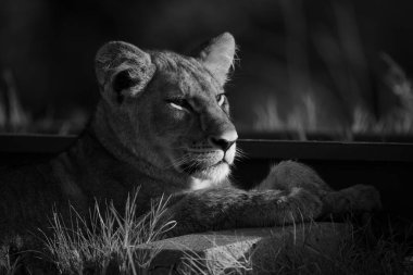 Demiryolunda yatan aslanın tekli yakın çekimi.