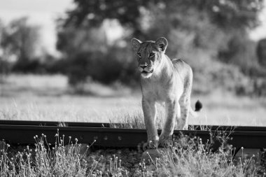 Mono aslan yavrusu gün doğumunda demiryolunda.
