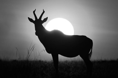 Ufuktaki mono topi güneşe karşı siluetlendi