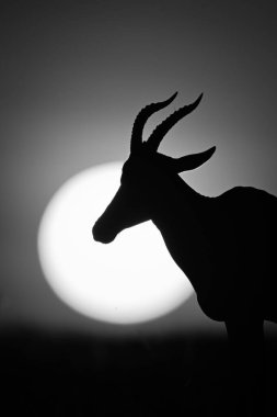 Şafak ufkunda Topi 'nin tekli yakın çekimi