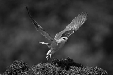 Kara kanatlı uçurtma çalılıktan havalanıyor.