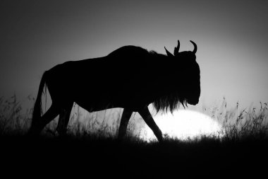 Şafakta ufuk çizgisinde yürüyen tek başlı antiloplar.