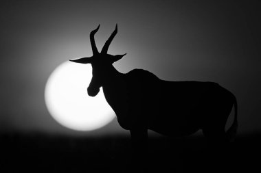 Mono topi ufukta yükselen güneşle