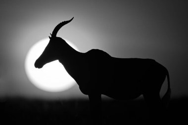 Ufuktaki mono topi güneş tarafından siluetlendi