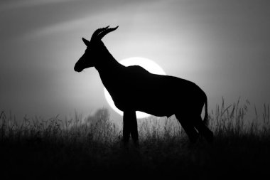 Mono topi ufukta güneşe karşı duruyor.