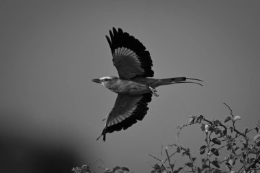 Yapraklı çalılardan tek göğüslü patenler uçar.