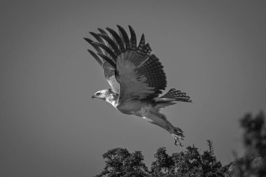 Mono savaş kartalı ağaç tepesinden havalanıyor.