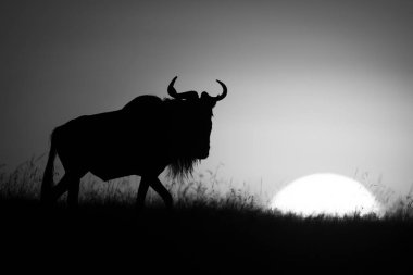 Mono antilobu gün doğumunda ufukta yürüyor.