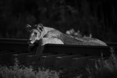 Demiryolunda feneri olan tek gözlü aslan yavrusu.