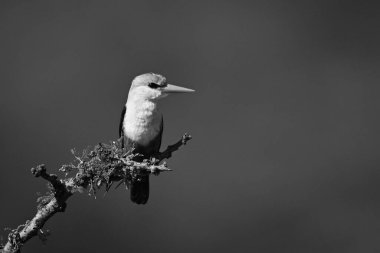 Dalında fener olan gri başlı kral balıkçısı.