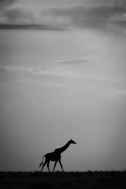 Mono zürafası gün batımında ufuk boyunca yürüyor.