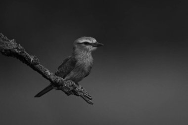 Profilde tek taraflı eflatun göğüslü silindir