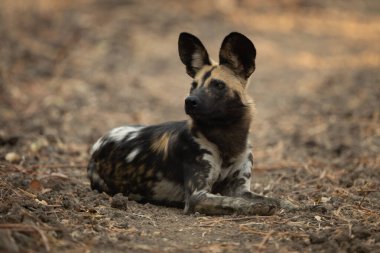Afrika vahşi köpeği çıplak toprakta yatıyor.