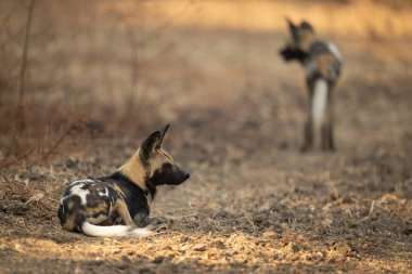 Afrika yaban köpeği başka bir yerde duruyor.