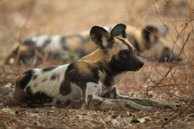 Afrika vahşi köpeği karışık çalılıklarda yatıyor.