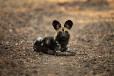 Afrika vahşi köpeği kameraya doğru yatıyor
