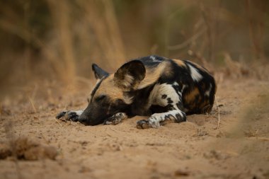 Afrika vahşi köpeği kumların üzerinde uyukluyor