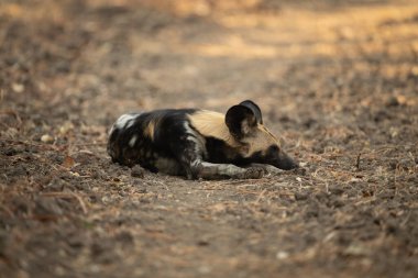 Afrikalı vahşi köpek gölgeli düzlükte uzanıyor