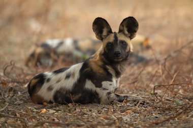 Afrikalı vahşi köpek başka bir köpeğin yanında yatıyor.